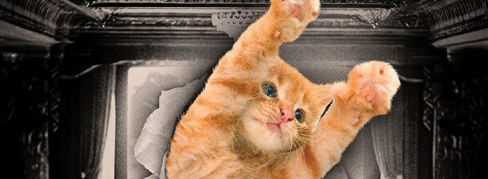 CatVideoFest
